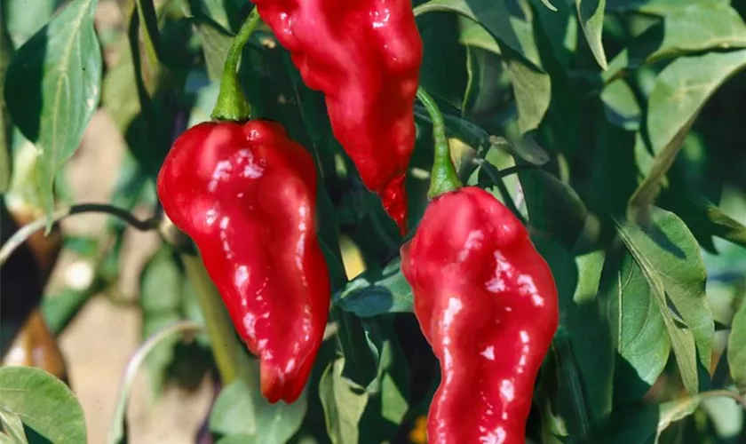 Geisterchili 'Naga Morich'