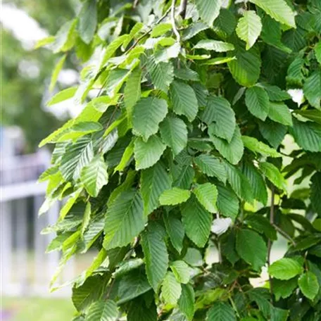 Carpinus betulus 'Pendula'