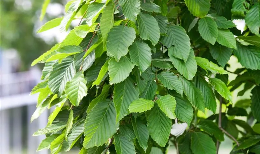 Hänge-Hainbuche 'Pendula'