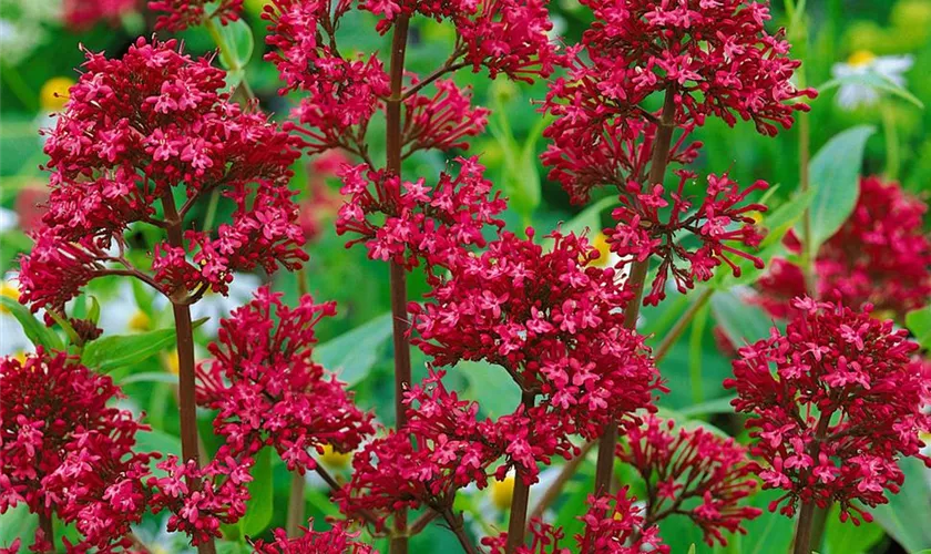 Rotblühende Garten-Spornblume 'Coccineus'