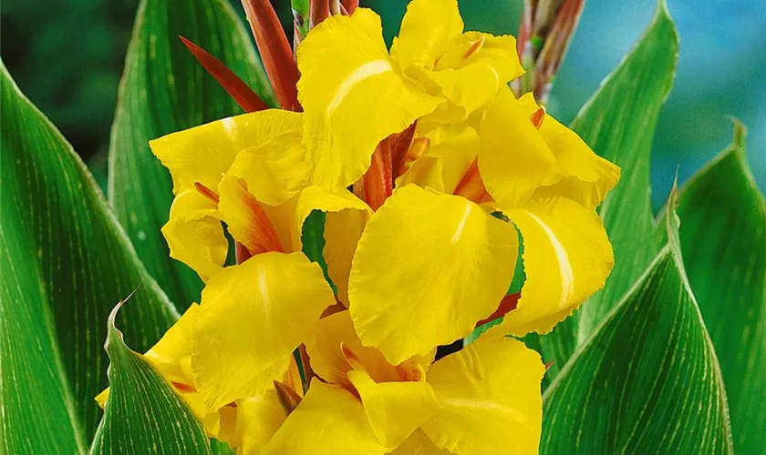 Canna indica 'Striped Beauty'