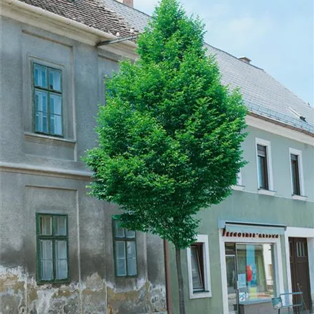 Carpinus betulus 'Quercifolia'