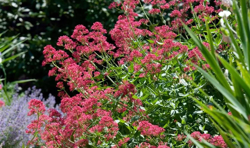 Centranthus ruber 'Rosenrot'