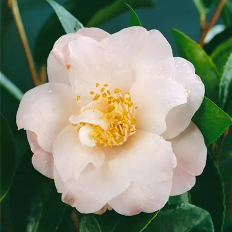 Camellia 'Christmas Daffodil'