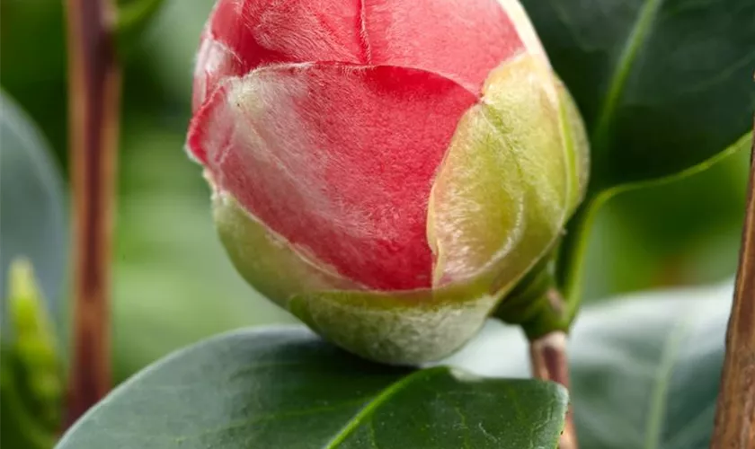 Camellia japonica 'Tomorrow'