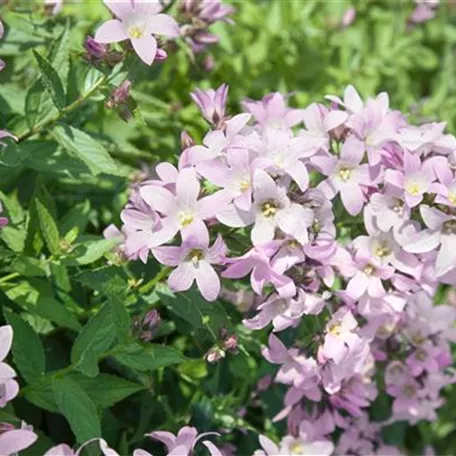 Campanula lactiflora