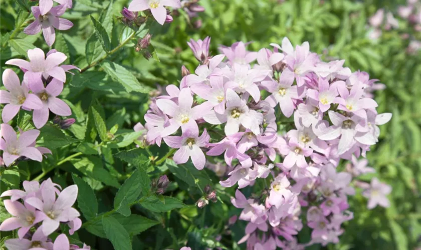 Garten-Dolden-Glockenblume 'Loddon Anne'