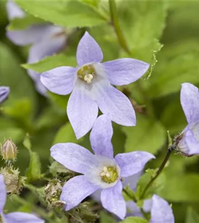 Die Glockenblume als perfekter Nachbar im Garten