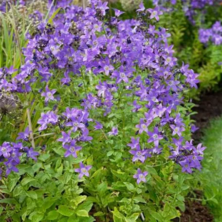 Campanula lactiflora 'Caerulea'