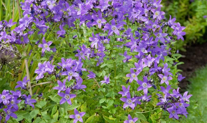 Garten-Dolden-Glockenblume 'Caerulea'