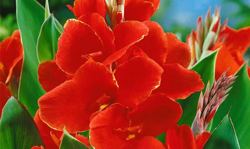 Canna indica 'The President'