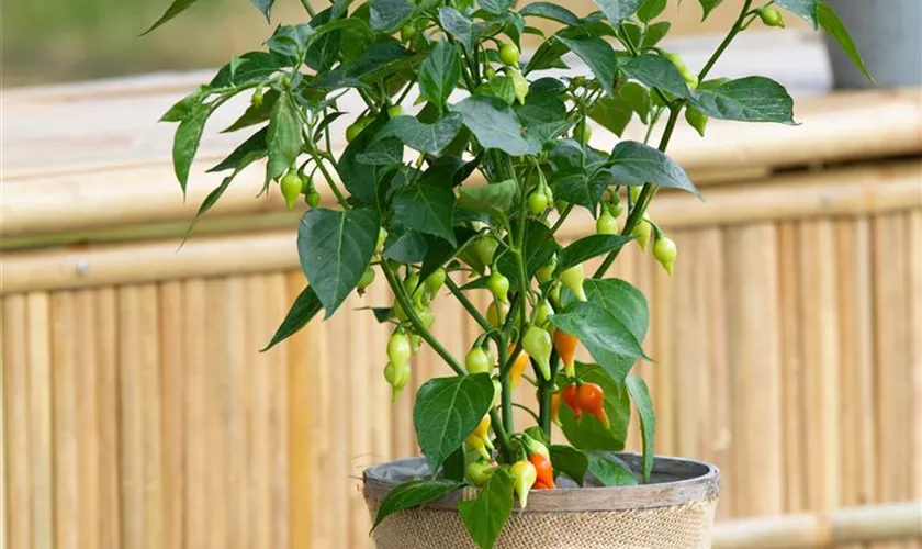 Capsicum chinense 'Tropfen'