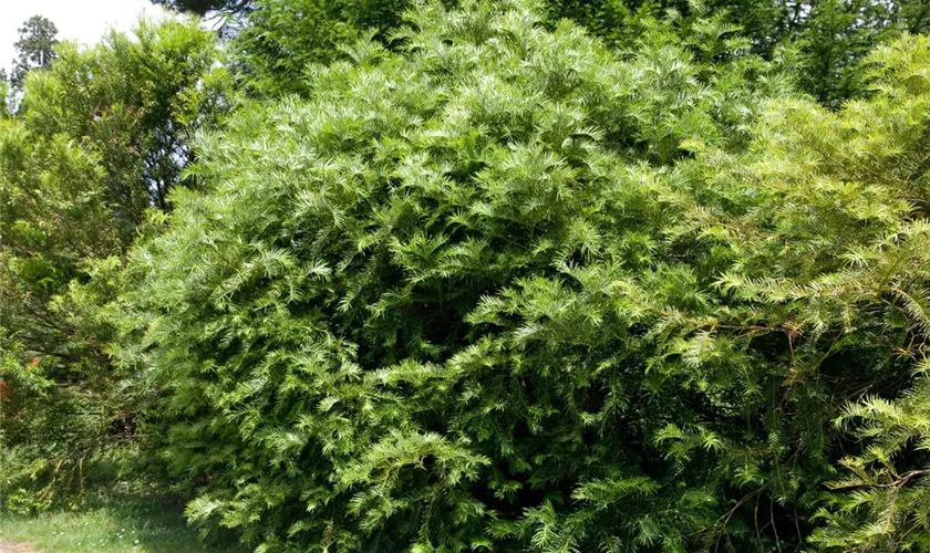 Cephalotaxus fortunei 'Prostrate Spreader'