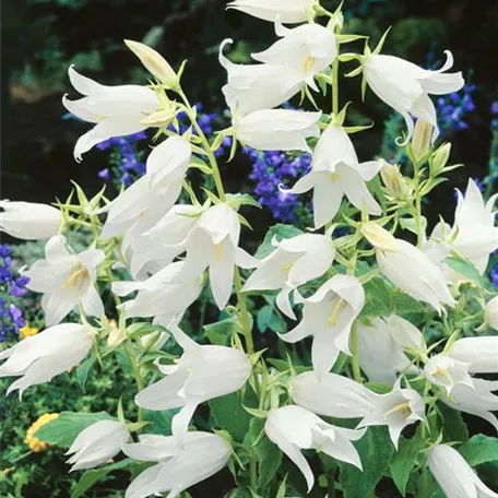 Campanula lactiflora 'Alba'