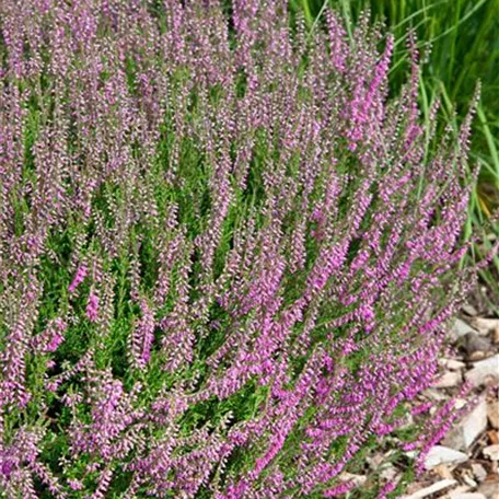 Calluna vulgaris 'CalluNova'®