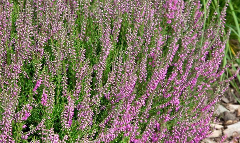 Calluna vulgaris 'Dart´s Brilliant'