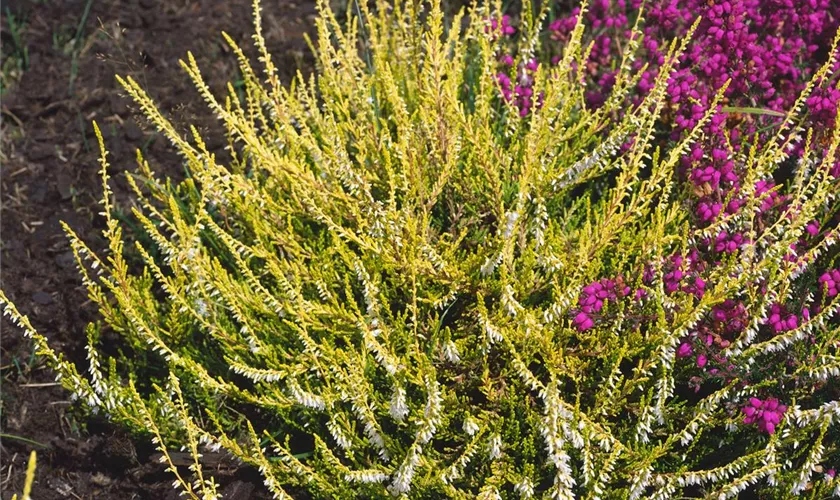 Calluna vulgaris 'Cottswood Gold'