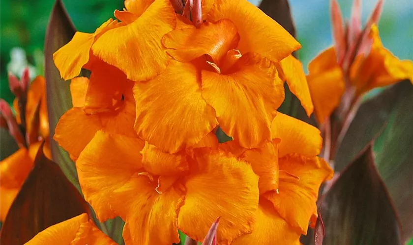 Canna indica 'Wyoming'