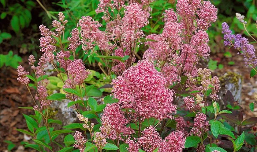 Säckelblume 'Perle Rose'