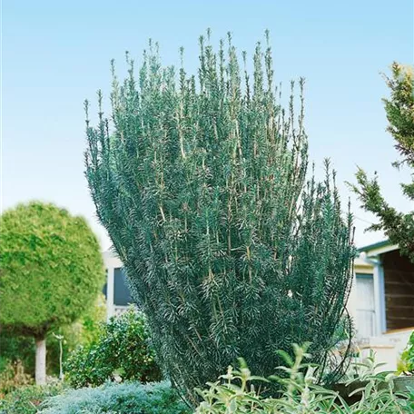 Cephalotaxus harringtonia 'Duke Gardens'