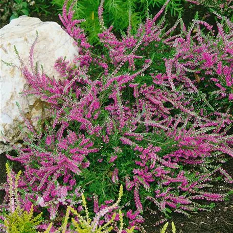 Calluna vulgaris 'Carmen'