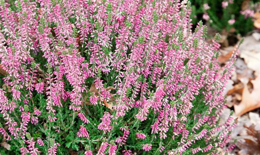 Calluna vulgaris 'Marisha'