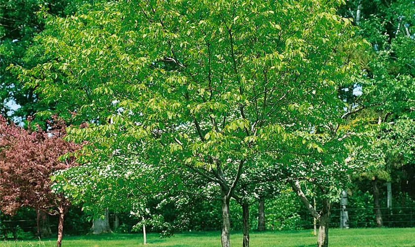 Carpinus caroliniana 'Sentinel Dries'