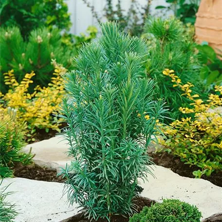 Cephalotaxus harringtonia 'Fastigiata'