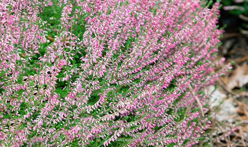 Calluna vulgaris 'Marlies'