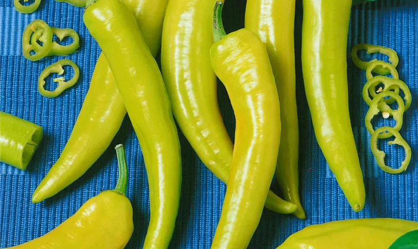 Capsicum frutescens 'Hot Banana'