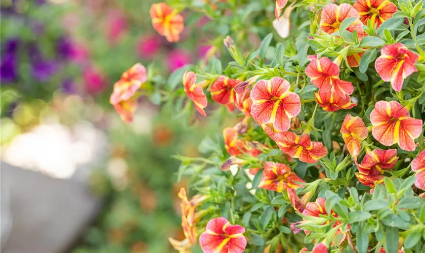 Zauberglöckchen SUPERBELLS™ 'Tangerine Star'