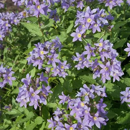 Campanula lactiflora 'Prichard'