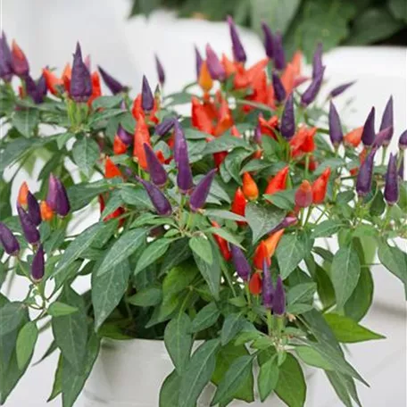 Capsicum annuum 'Acapulco Orange'