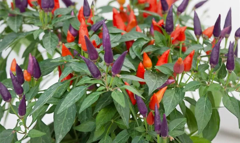 Paprika 'Acapulco Orange'