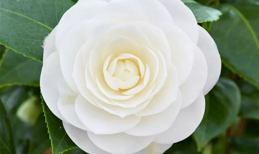 Camellia japonica 'White Perfection'