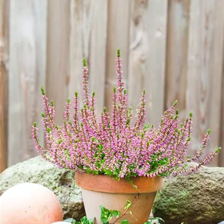 Calluna vulgaris 'Cheyenne'