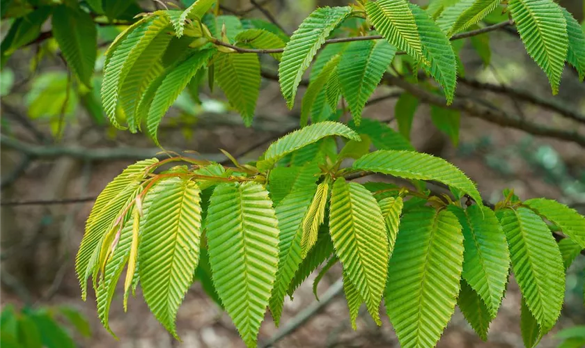 Carpinus japonica 'Chinese Lantern'