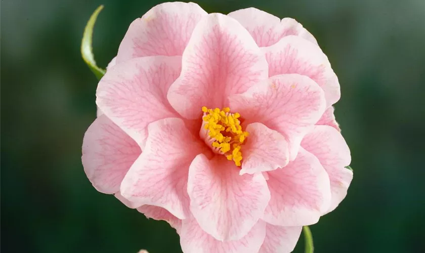 Camellia japonica 'Yours Truly'