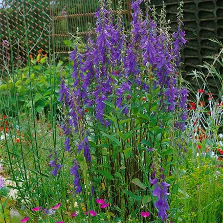 Campanula latifolia var. macrantha