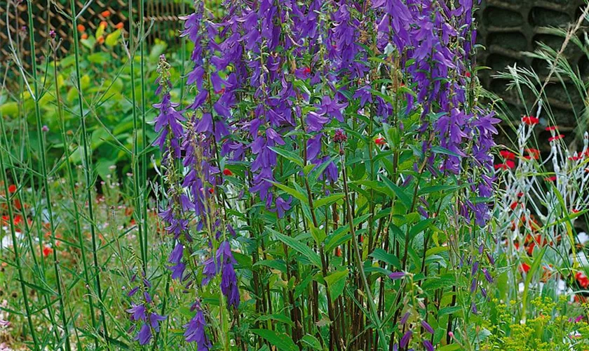 Breitblättrige Wald-Glockenblume