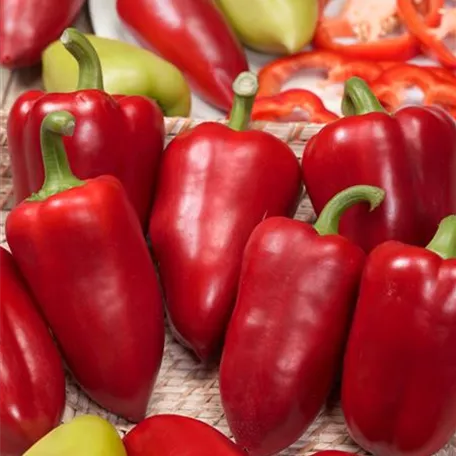 Capsicum annuum 'Amboy'