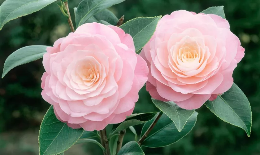 Kamelie 'Emma'