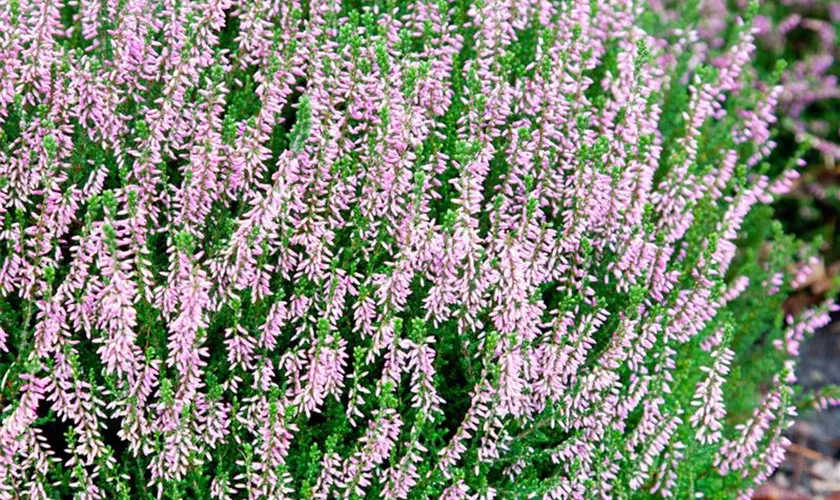 Calluna vulgaris 'Miranda'