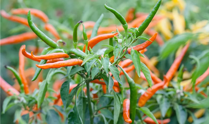 Capsicum frutescens 'Kilian'