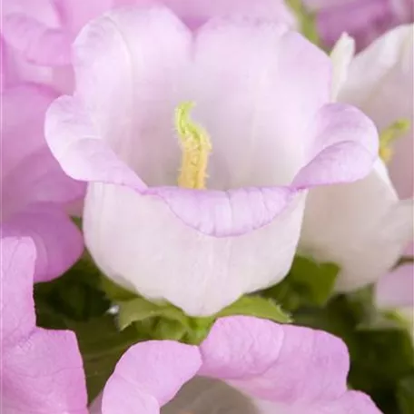 Campanula medium 'Appeal'