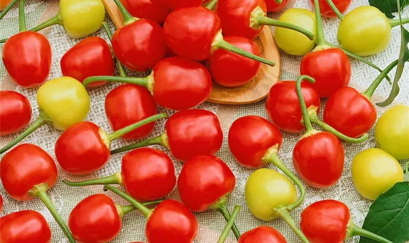 Capsicum frutescens 'Orange Kirschen'