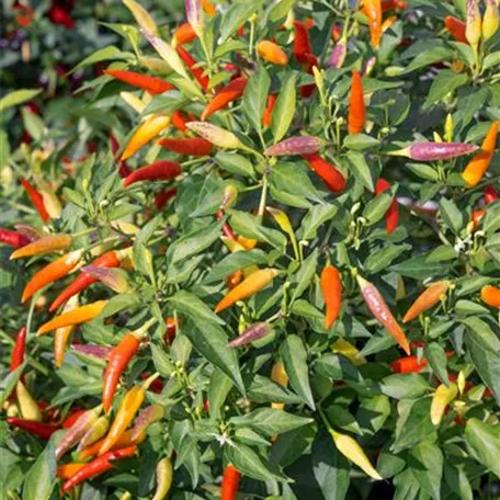 Chili 'Tabasco'