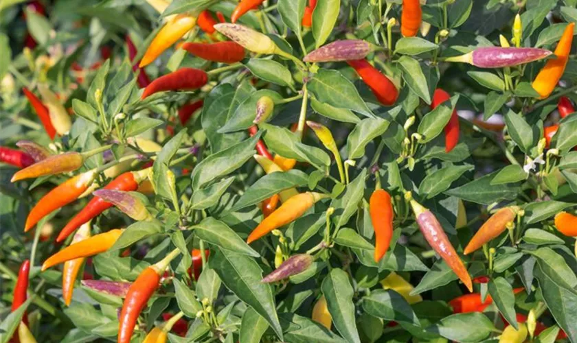 Capsicum frutescens 'Tabasco'