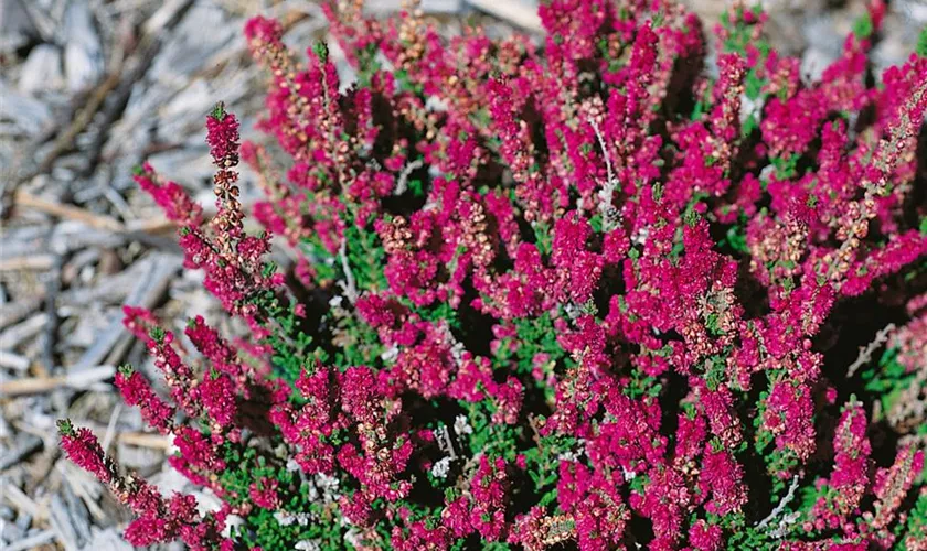 Calluna vulgaris 'Dark Star'