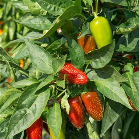 Capsicum annuum 'Austrocapi'